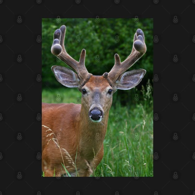 A touch of velvet - White-tailed buck by Jim Cumming