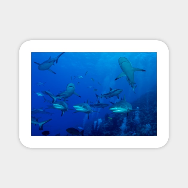 Grey Reef Sharks Great Barrier Reef Australia Magnet by seaearthandsky