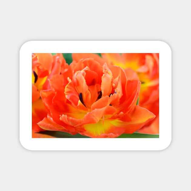 Tulipa  &#39;Monte Orange&#39;  Tulip Magnet by chrisburrows