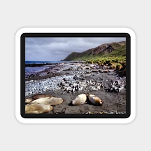 Southern Elephant Seals, Macquarie Island Magnet