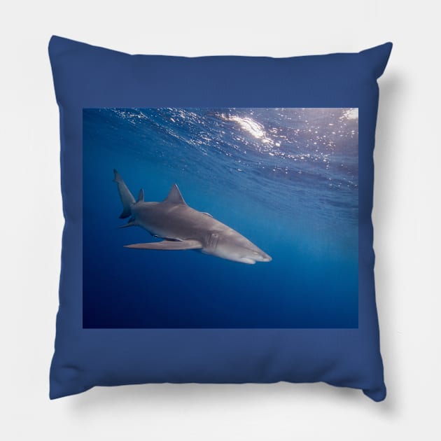 A Lemon Shark Cruising Under the Surface Pillow by jbbarnes