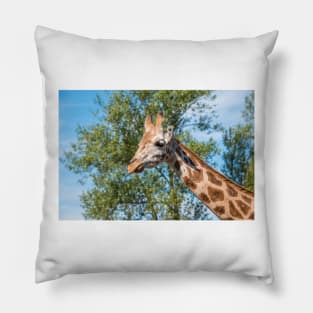 Close up photo of a Rothschild Giraffe head Pillow