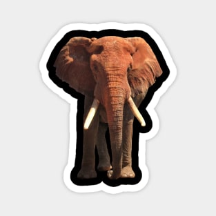 Red Elephant in Africa Magnet