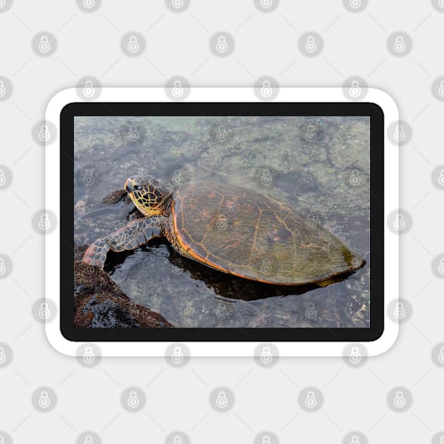 Turtle on the beach in Kona - Big Island Hawaii Magnet by Photomisak72