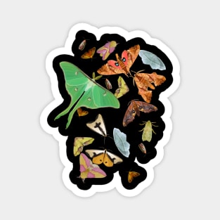 Moth Party! Magnet