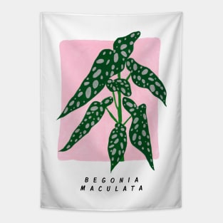 Begonia maculata Tapestry