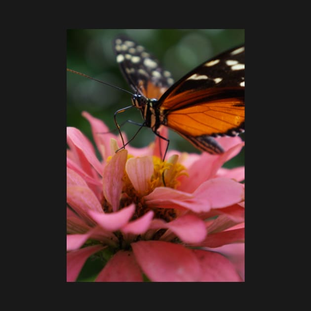 Butterfly on Zinnia Macro by 1Redbublppasswo