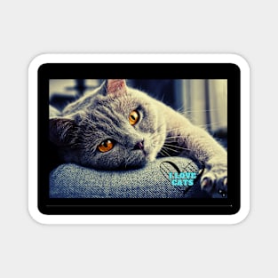 cats lovers Magnet