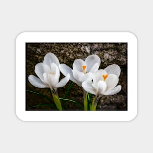 Three Crocus Magnet