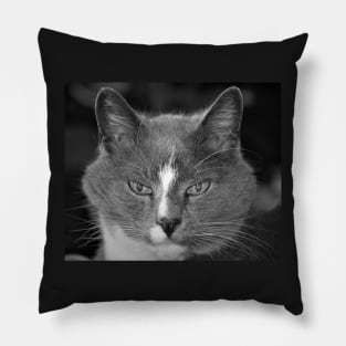 Satine the Cat of Age and Wisdom Pillow