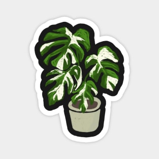 Monstera deliciosa variegated plant with fenestrations Magnet