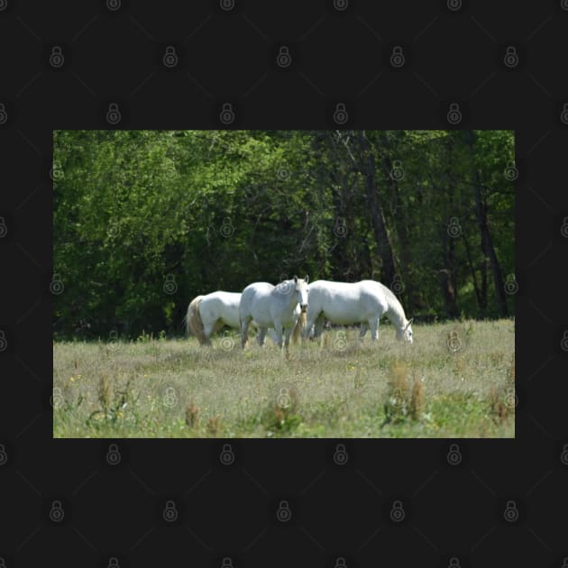 Wild Horse Herd by MarieDarcy