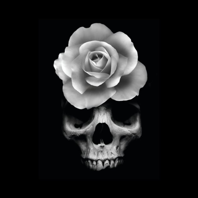 Skull & Rose by Lazrartist