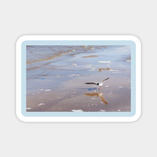 Black-headed gull at Baltic sea Magnet