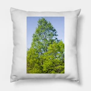 elb oak tree Pillow