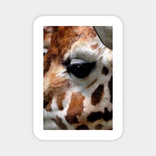 African Giraffe Amelopardalis Giraffa Magnet