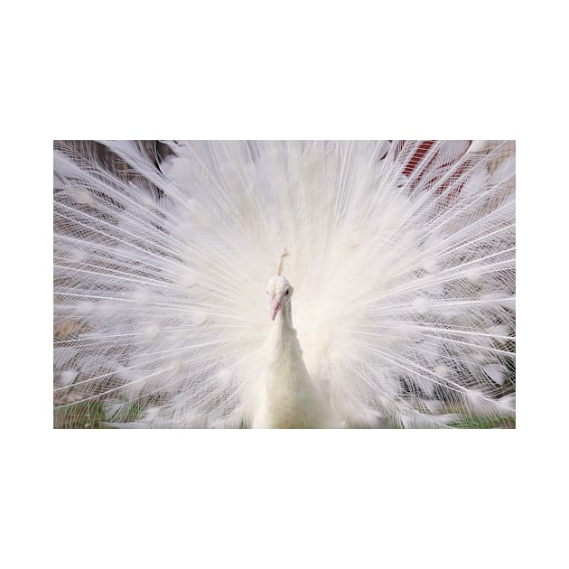 White Peacock by kawaii_shop