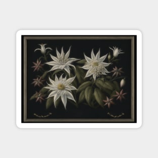 Vintage Edelweiss Magnet