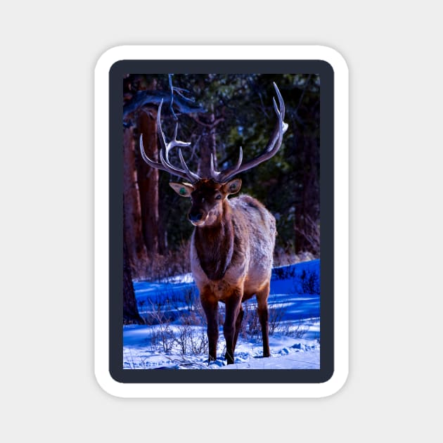 elk cutie - rocky mountain national park Magnet by Davd