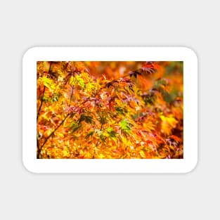 Maple tree red and orange autumn leafs Magnet