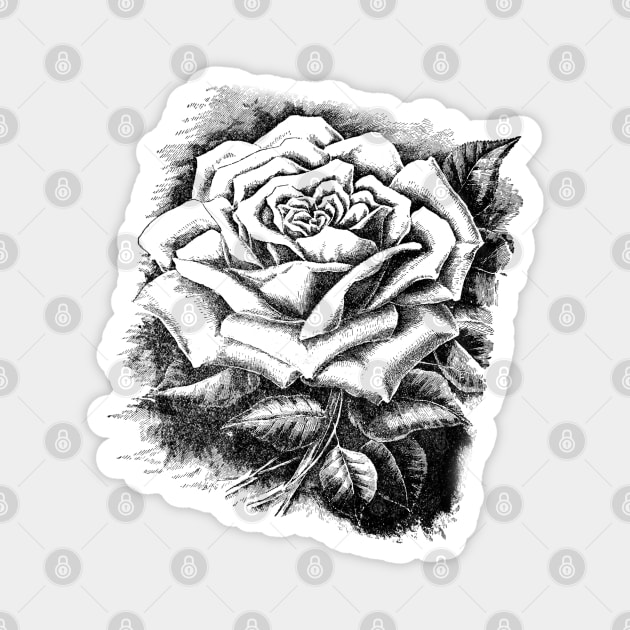 Rose Flower Black and White Illustration Magnet by Biophilia