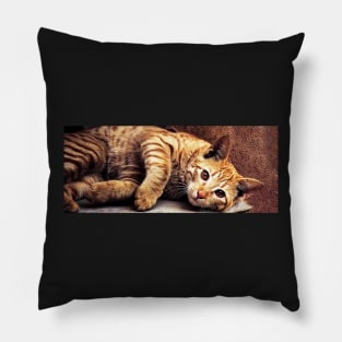 House Cat Pillow