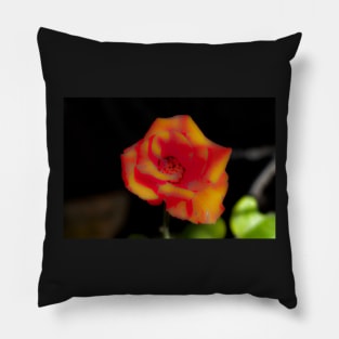 Blur red yellow rose blossom Pillow