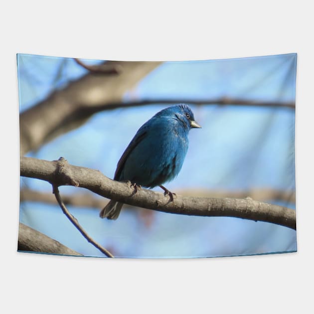 Indigo Bunting No.7 Tapestry by MaryLinH