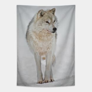 Arctic Wolf Tapestry