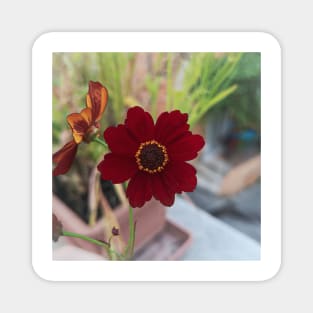 Red flower Magnet