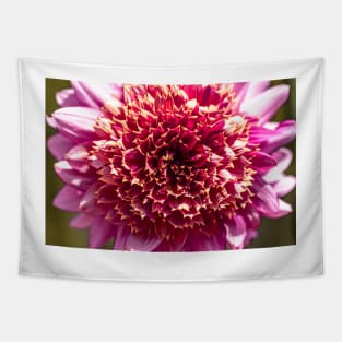 Close-up of pink powder puff dahlia Tapestry