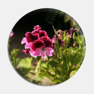 Regal pelargonium Pin