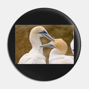 Gannet Pair 1 Pin