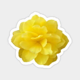 Yellow Double Begonia Flower Close-up Magnet