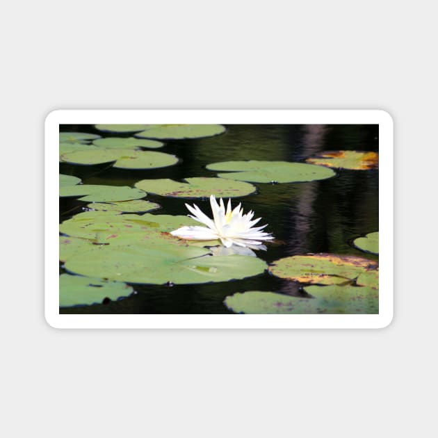 American White Waterlily Magnet by Cynthia48