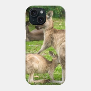 Mother Eastern Grey Kangaroo feeding Joey Phone Case