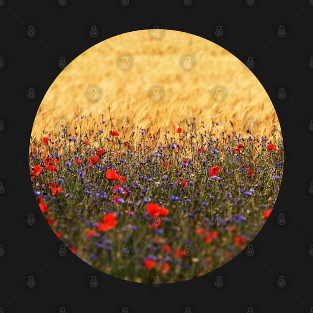 Poppies, Wheat and Cornflowers by KaSaPo