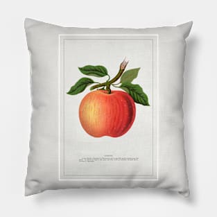 Gideon apple lithograph (1900) Pillow