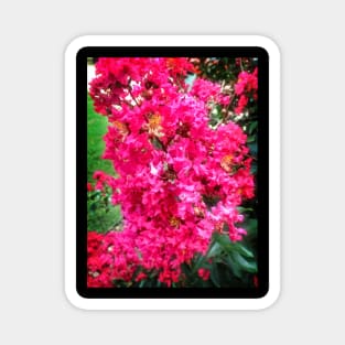 Bright Pink Flowers Magnet