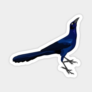 Great-tailed Grackle Magnet