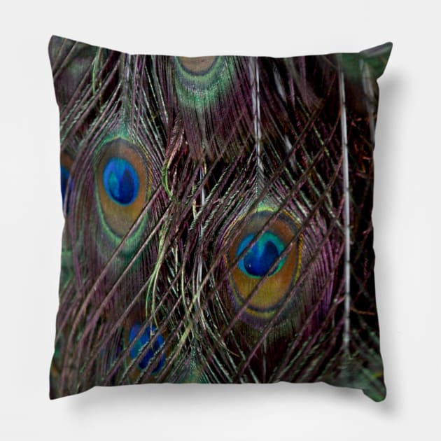 Peacock Feather Pillow by Dearly Mu