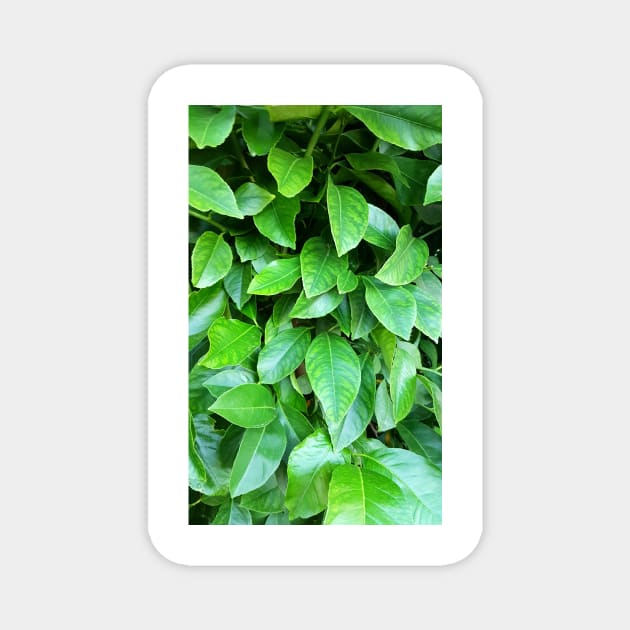 Lemon Tree Leaves Magnet by AstroRisq