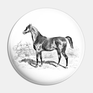 Pure Breed Horse Illustration Pin