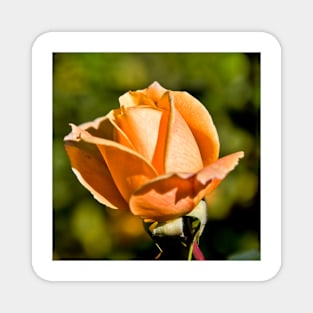 Peach Rose Bud Magnet