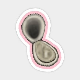 Oyster Magnet