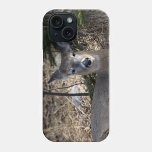 White tailed deer chillin. Phone Case