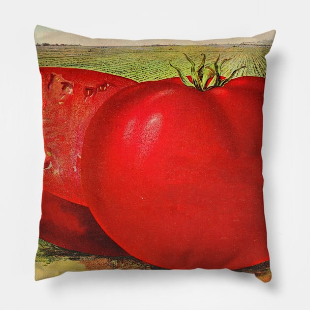 Vintage Illustration of a Beefsteak Tomato (1905) Pillow by Bravuramedia