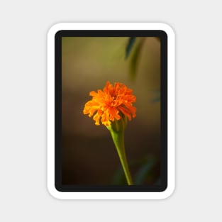 Marigold IV Magnet