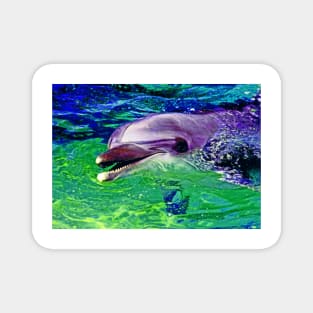dolphin's smile Magnet
