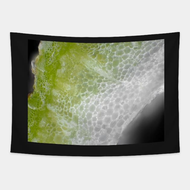 Carrot stem cells under the microscope Tapestry by SDym Photography